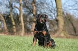 ROTTWEILER 541